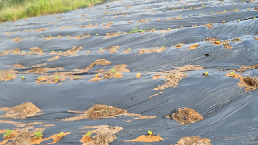 같은 씨앗을 기르는 법 참깨를 많이 얻는 방법 6