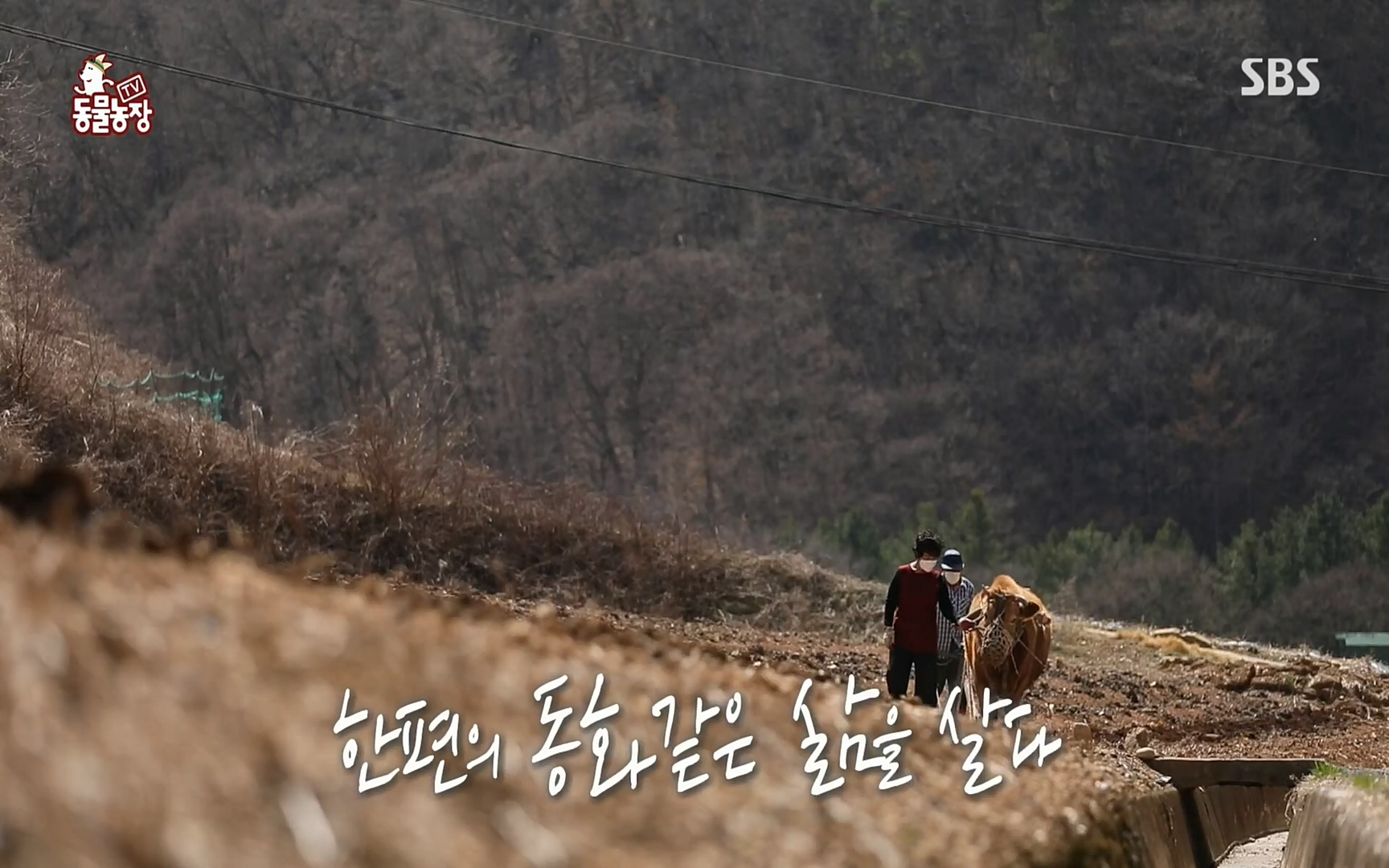 TV 동물농장.E1067.220501p.H264-F1RST.mp4_20220501_183330.062.jpg