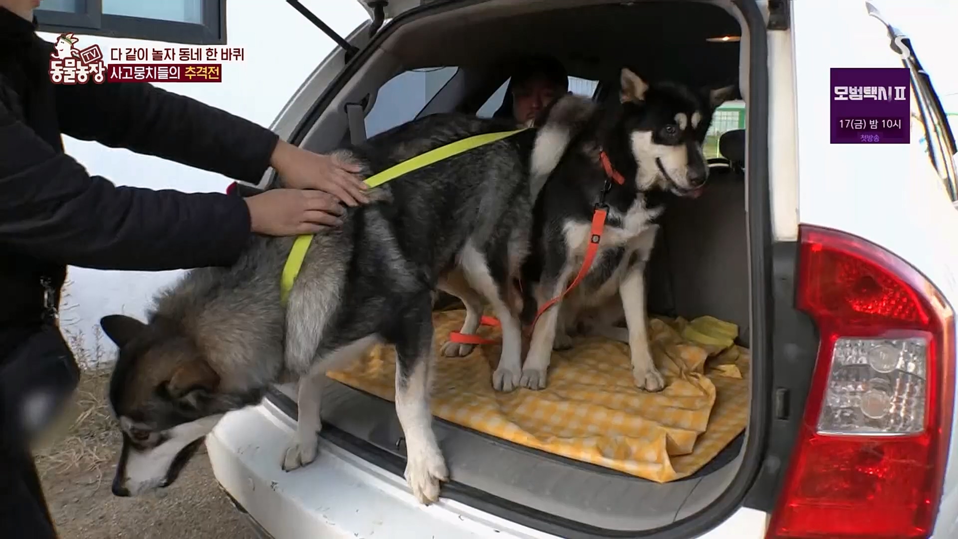 TV 동물농장.E1107.230205p.H264-F1RST.mp4_20230205_174000.025.jpg