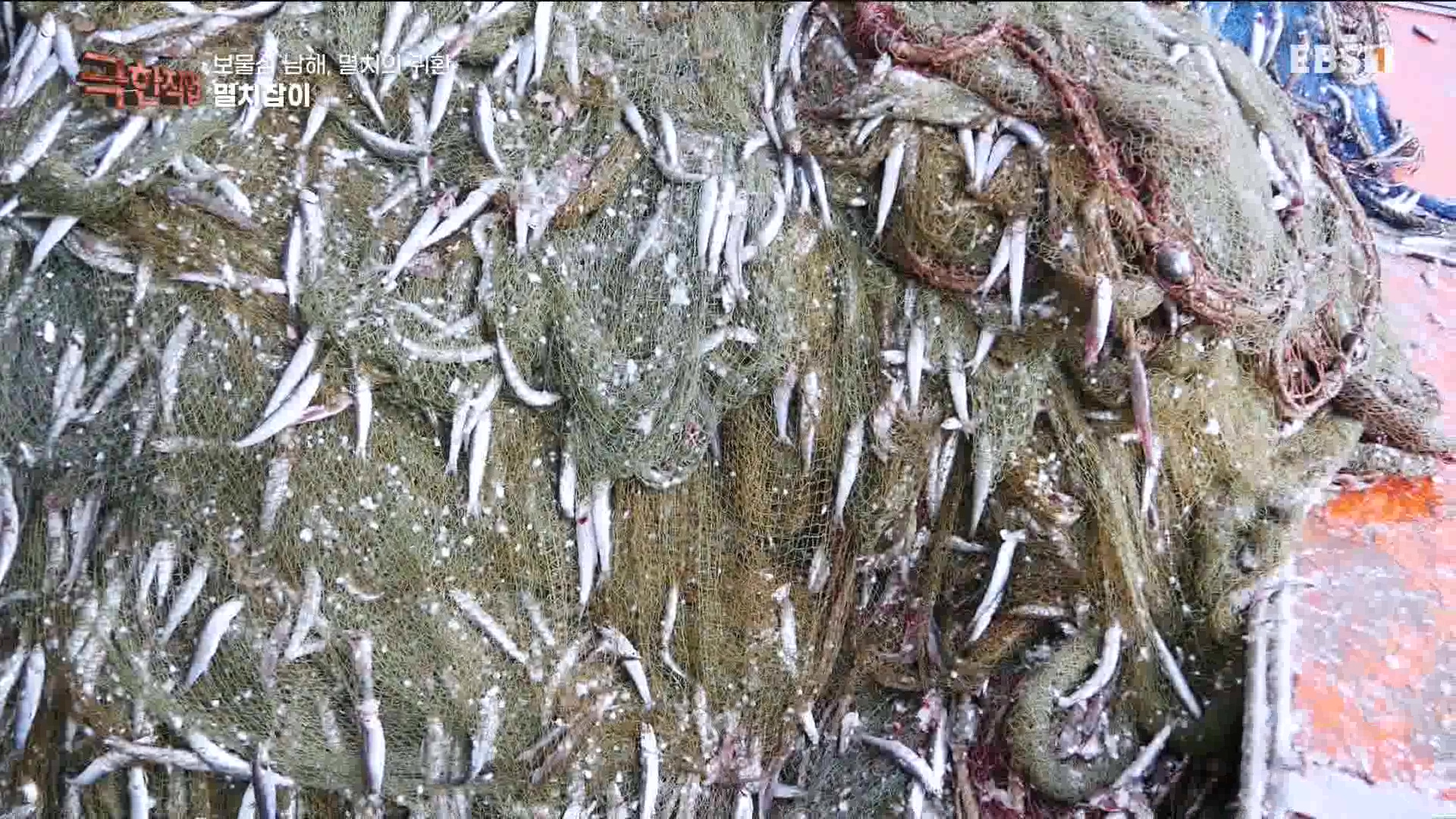 극한 직업 - 보물섬 남해, 멸치의 귀환 1080p.mp4_20230612_202045.286.jpg