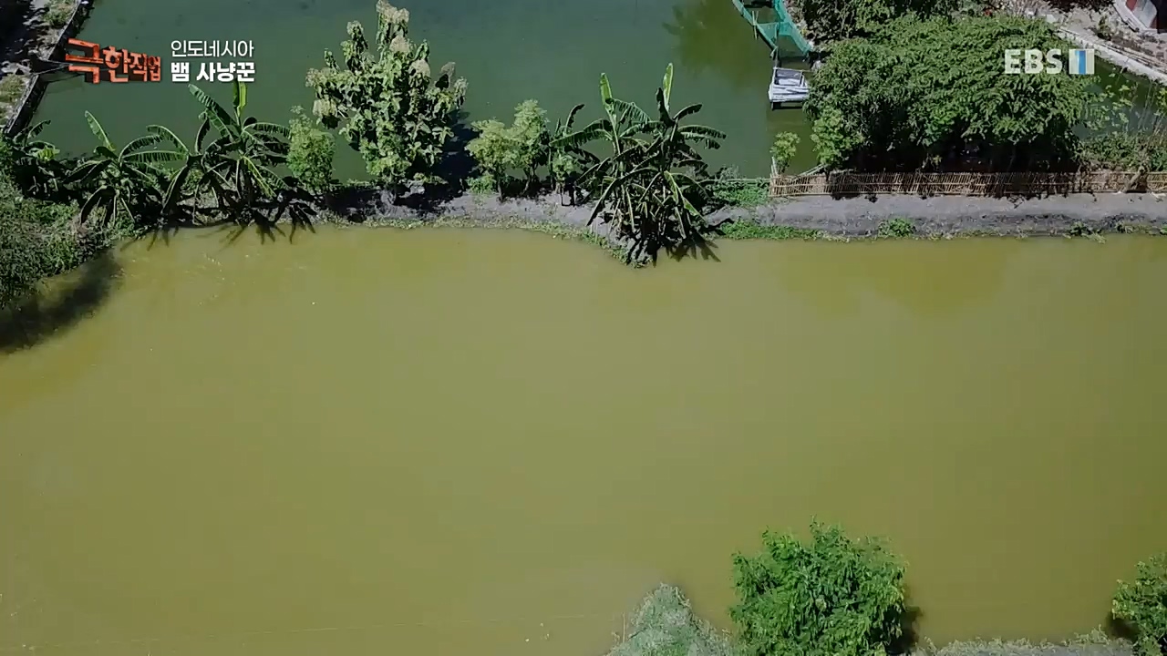 TV - 교육의 중심 EBS인도네시아 뱀사냥꾼.mp4_20221211_181511.979.jpg