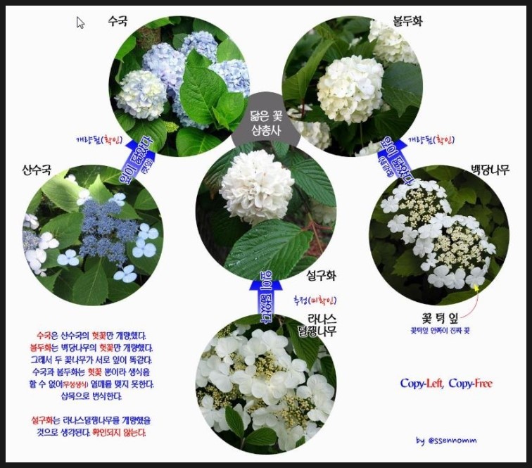 5월에 피는 흰꽃 나무 산분꽃나무속 가막살나무&amp;#44; 불두화&amp;#44; 산수국&amp;#44; 라나스 덜꿩나무&amp;#44; 백당나무꽃 꽃말&amp;#44; 열매&amp;#44; 구별&amp;#44; 차이