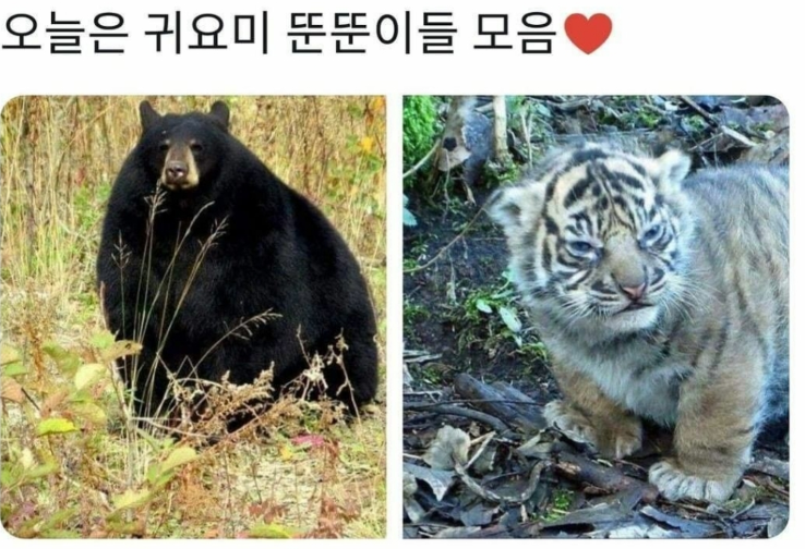  귀요미 뚠뚠이들 모음