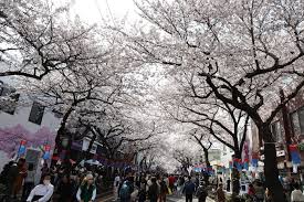 제주 - 전농로 벚꽃