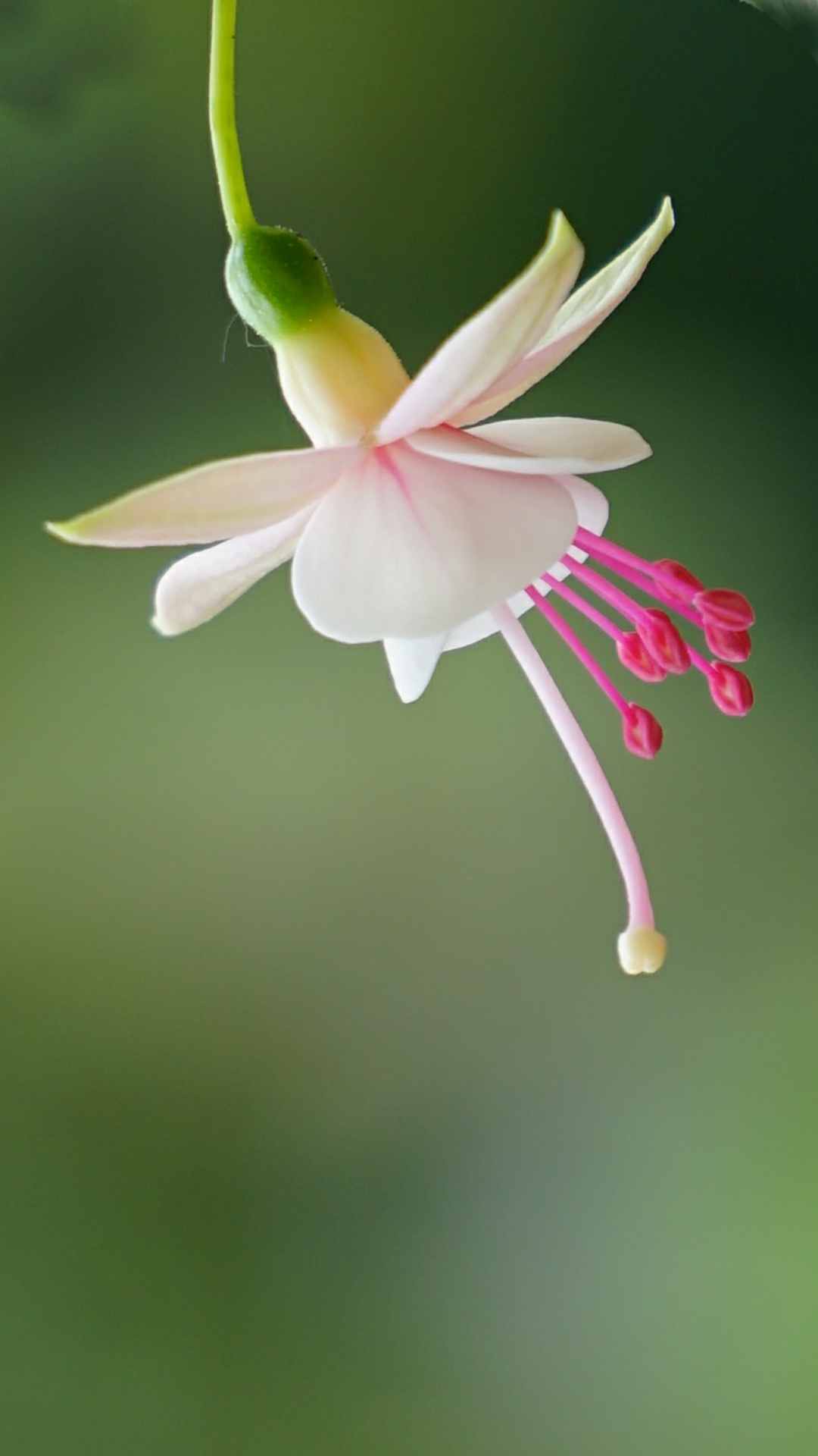 Fuchsia Flower iPhone Wallpaper