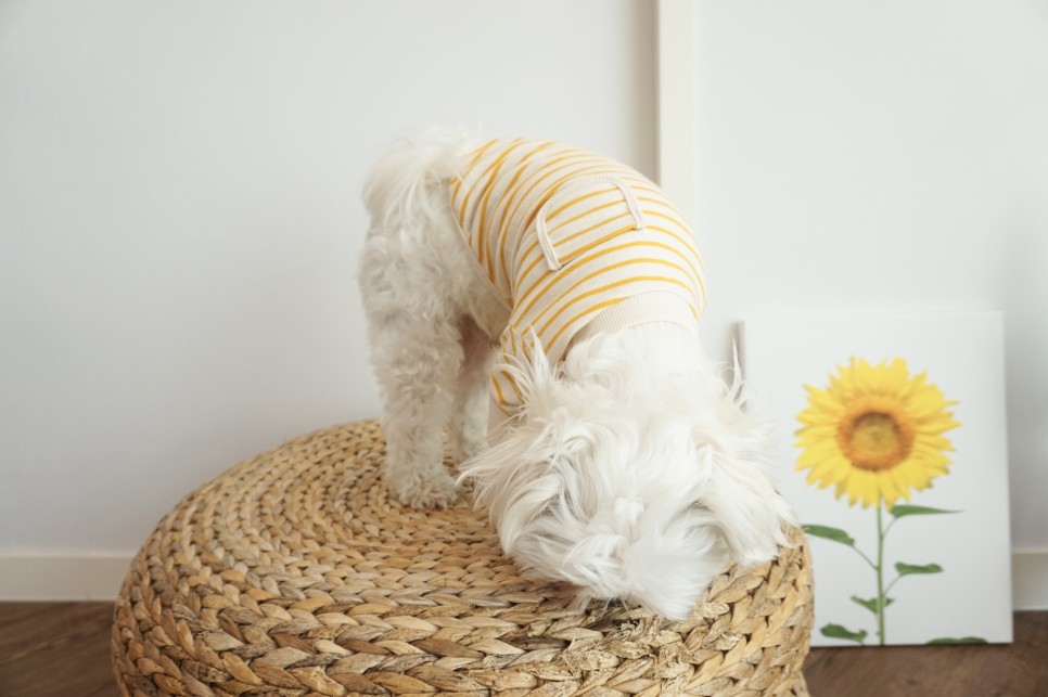 옷 쇼핑몰 강아지옷 쇼핑몰예쁜 35