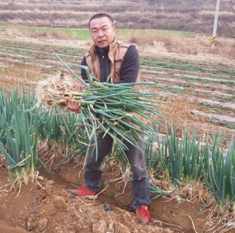  인간극장 대파 택배 박쇠줄 진도 대파 울금 온라인주문
