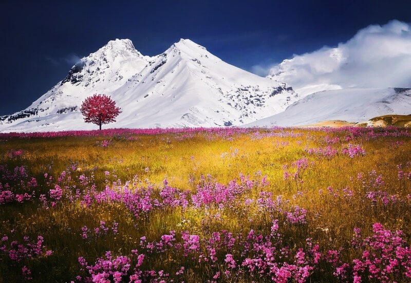 눈 덮인 산과 들판에 피어있는 꽃들 그림