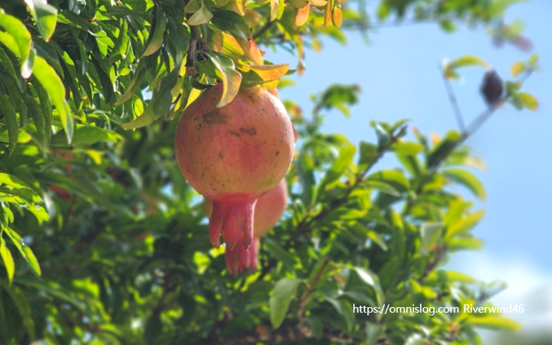 석류(石榴) Pomegranate