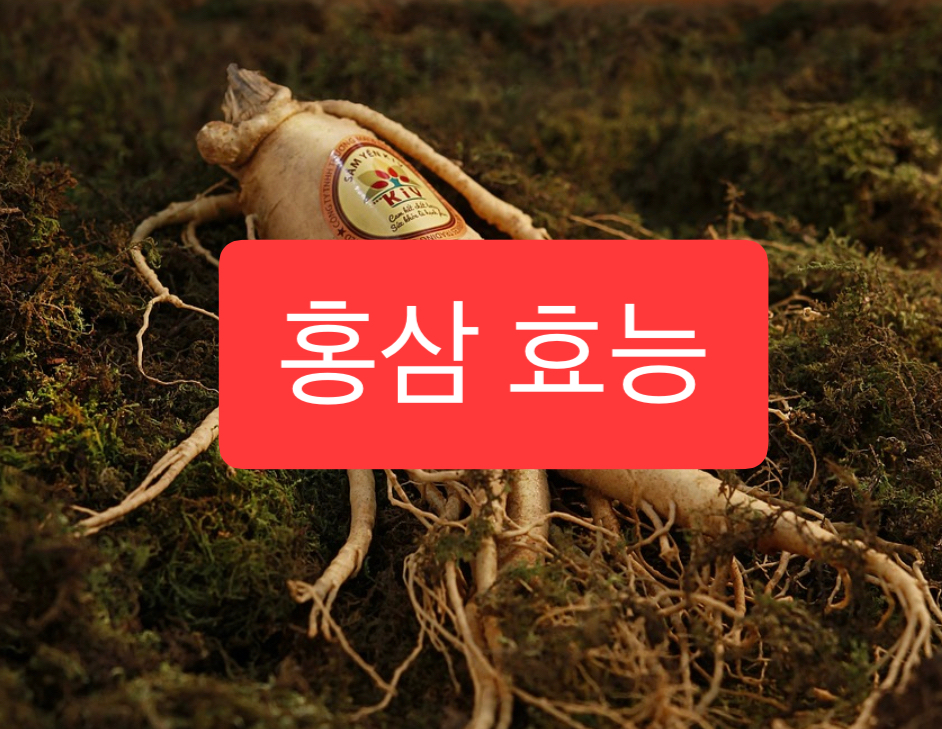  홍삼 효능 5가지