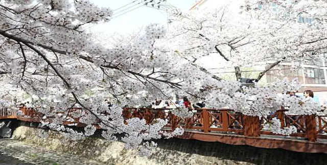 경화역벚꽃길
