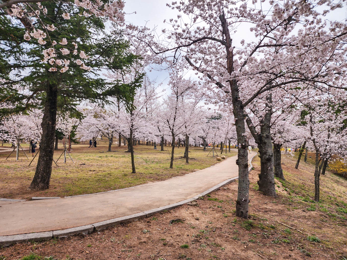 벌국사-벚꽃-길