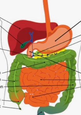 실리마린 효능과 부작용