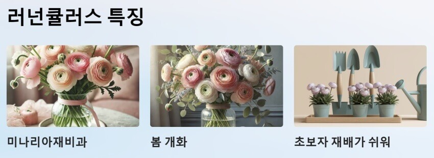 러넌큘러스 특징 ppt 이미지