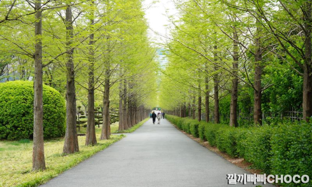 여름철 가로수가 줄지어 선 도로 – 나무 그늘로 시원함을 주는 도시 풍경
