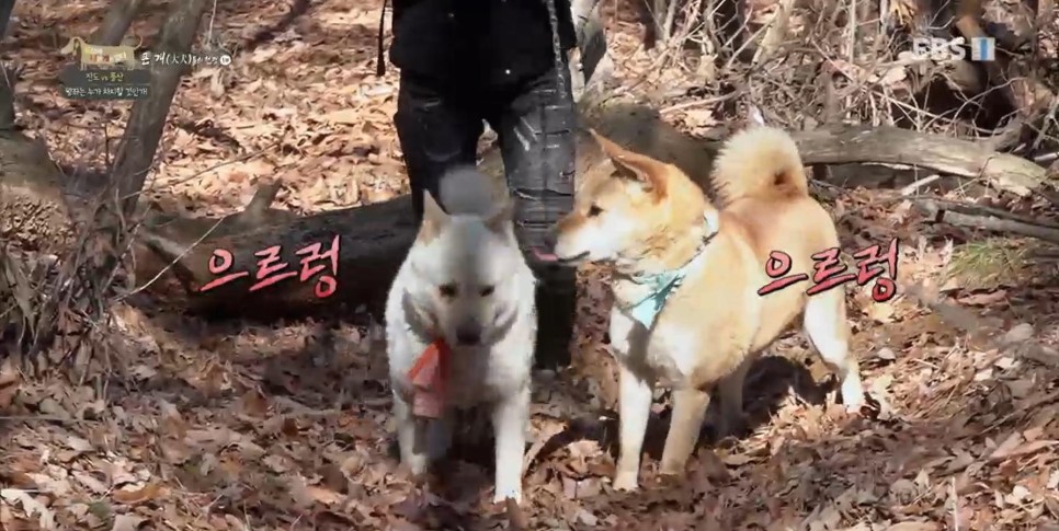 풍산개의치열한 혈투와 전쟁 - EBS 세상에 나쁜 개는 31