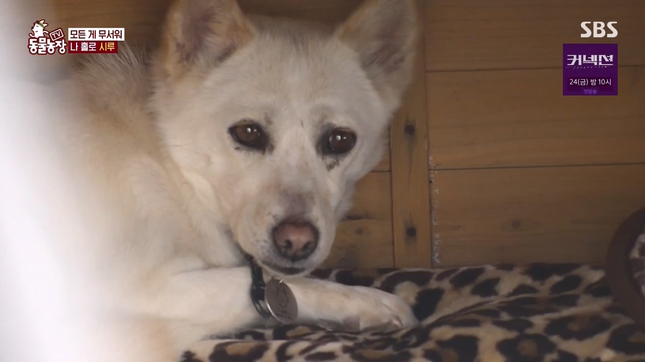 TV 동물농장.E1172.240520p-NEXT.mp4_20240519_165239.396.jpg