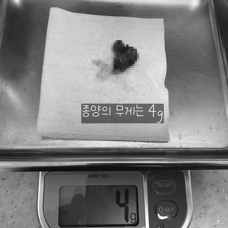 수술 후 마시티닙 항암치료 13살 노령견 강아지 위암 4