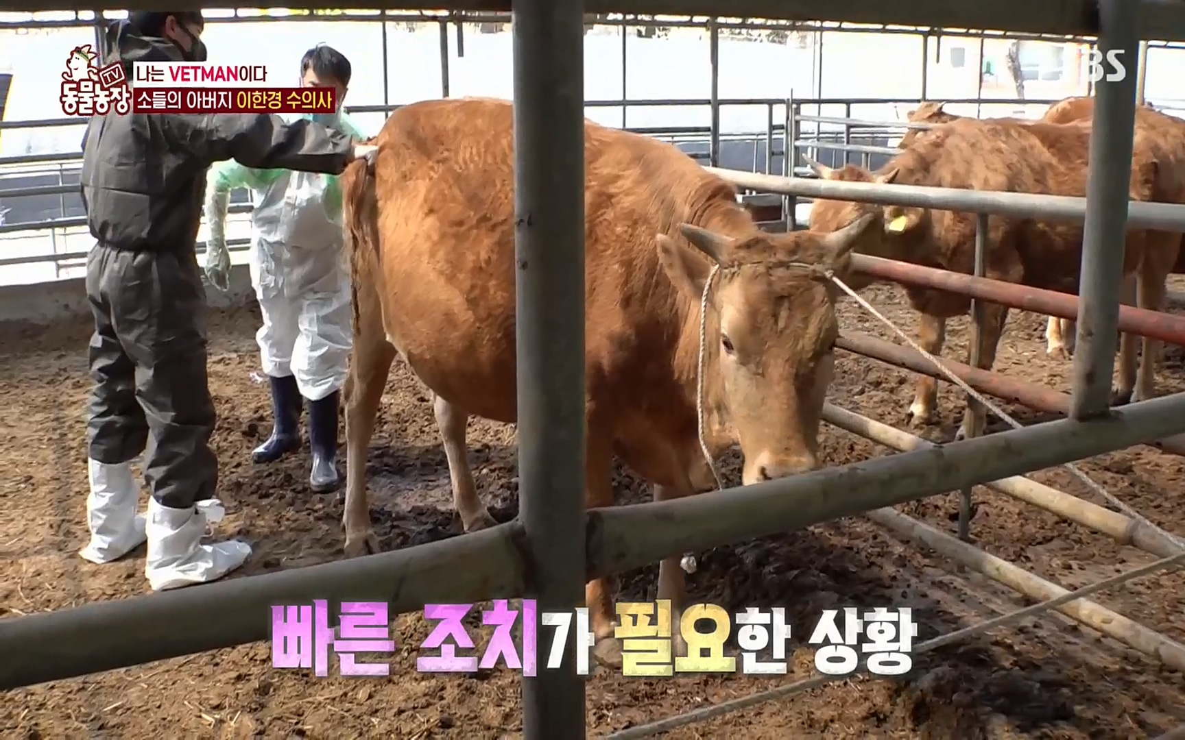 TV 동물농장.E1069.220515p.H264-F1RST.mp4_20220515_180022.086.jpg