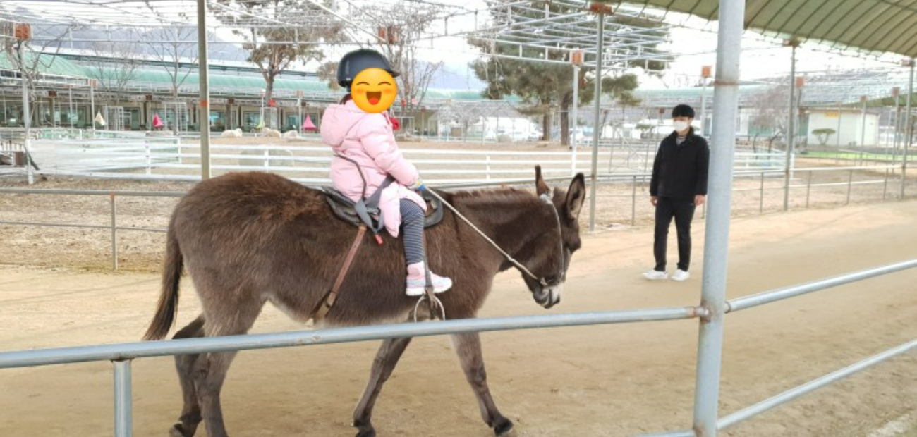 개과천선의 여행정보_강원도 홍천 동키마을 방문 후기 및 정보 (가족 나들이&#44; 아이들과 나들이&#44; 홍천 가볼만한 곳)