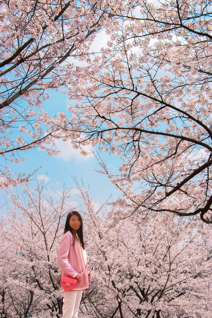 벚꽃과 파란 하늘 그리고 아내의 핑크색 샤넬 하트백이 잘 어울립니다.