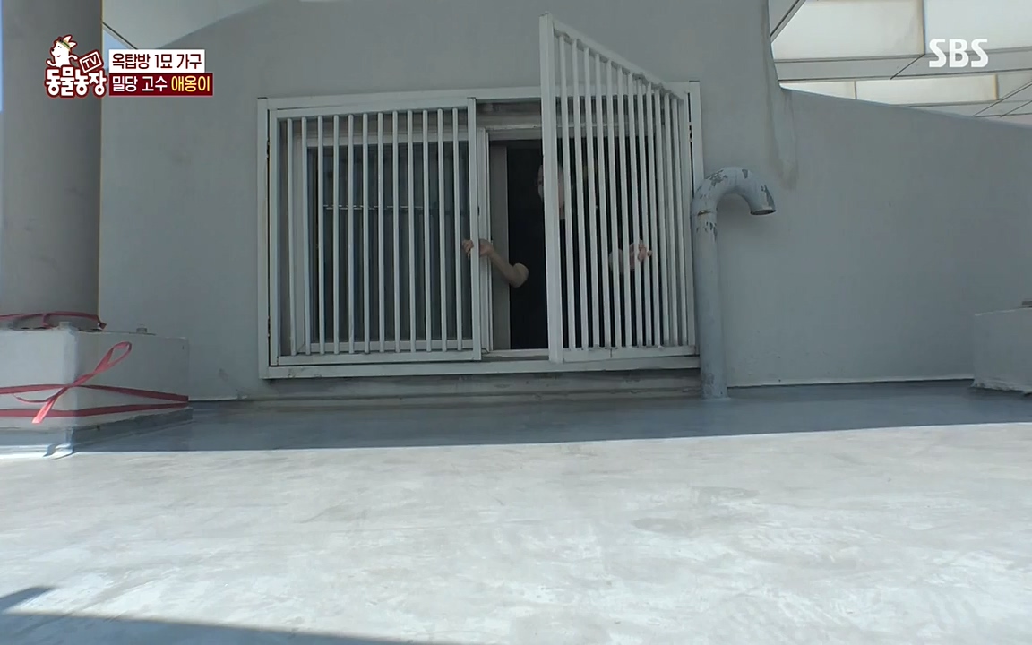 TV 동물농장.E1070.220523p-NEXT.mp4_20220522_182022.965.jpg