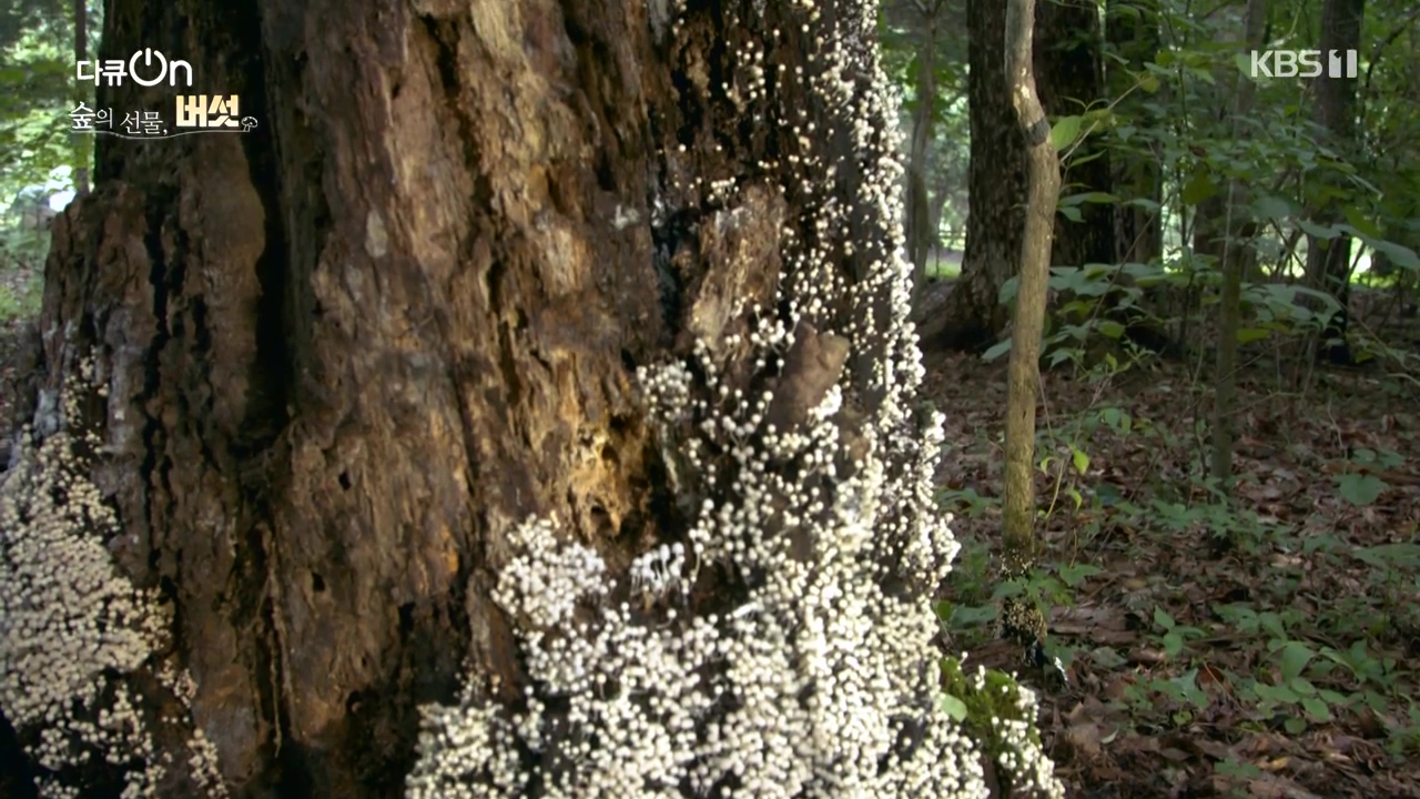 다큐 온.E227.231120p-NEXT.mp4_20231121_201849.686.jpg