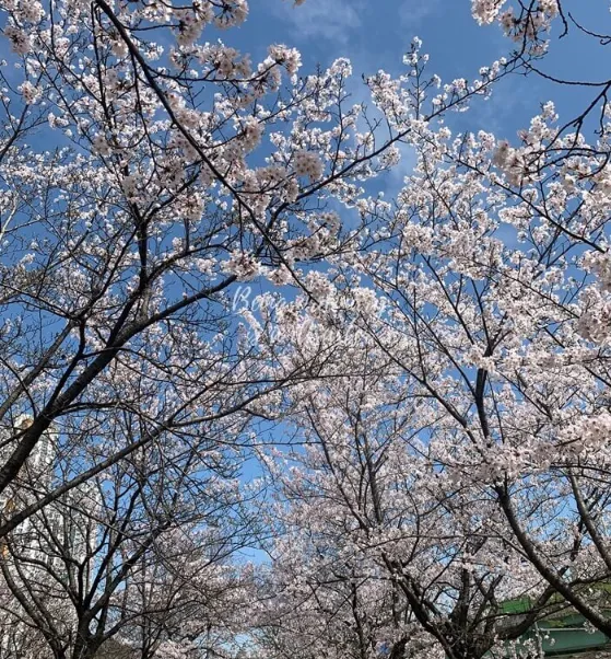 숨은 벚꽃 명소-옥구 공원