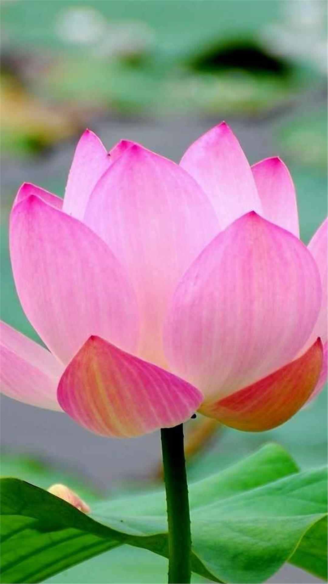 Lotus Flower iPhone Wallpaper