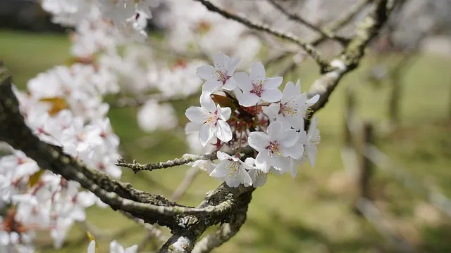 제주시볼거리 6월 제주도 여행 볼거리 제주시 볼거리 한라수목원 완벽 가이드_3