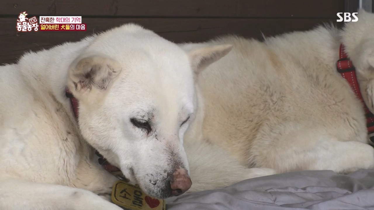 TV 동물농장.E1167.240415p-NEXT.mp4_20240414_160935.266.jpg