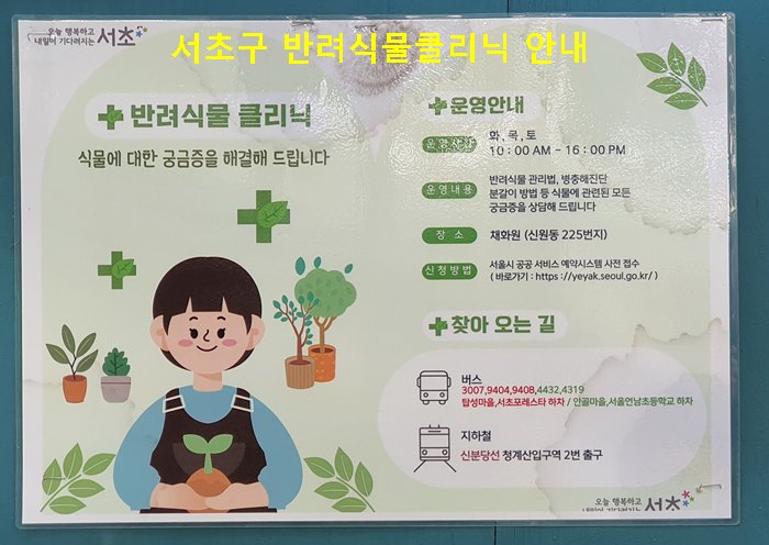 서초구반려식물클리닉 찾아 오는 길