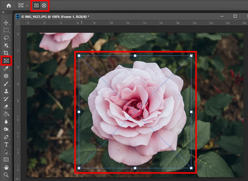 프레임 툴로 장미 사진을 자르는 모습