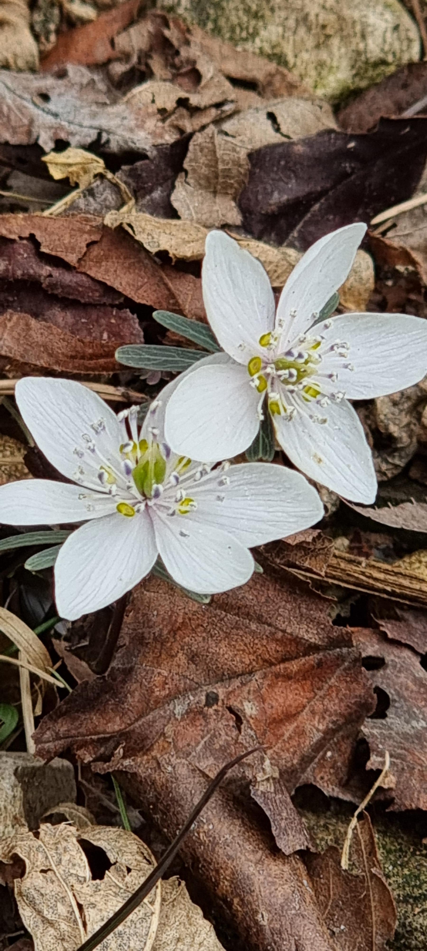 변산바람꽃 47