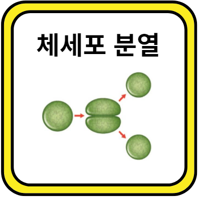 체세포 분열