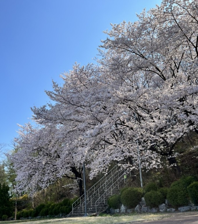 대구 벚꽃 명소인 침산공원 모습