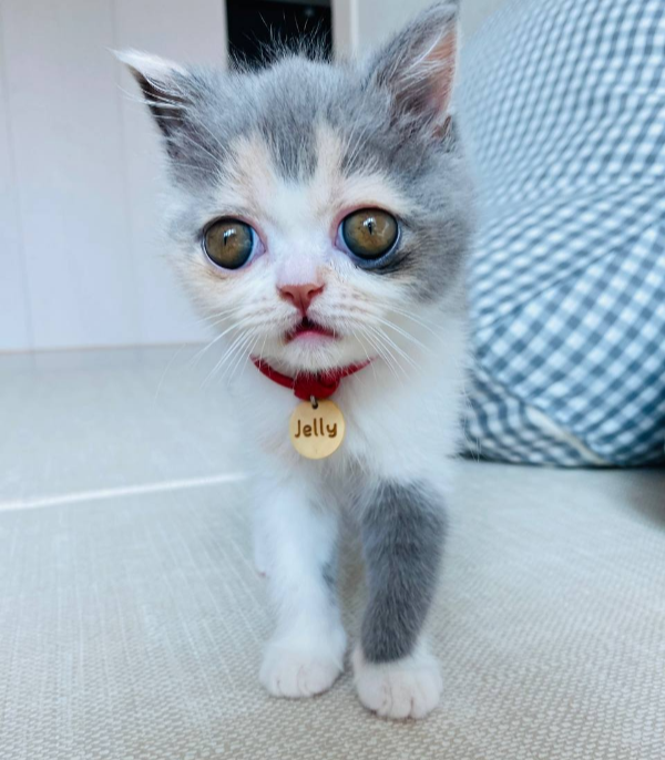 귀여운 고양이
엑조틱 고양이
엑죠틱 고양이
고양이 목걸이
고양이 이름표