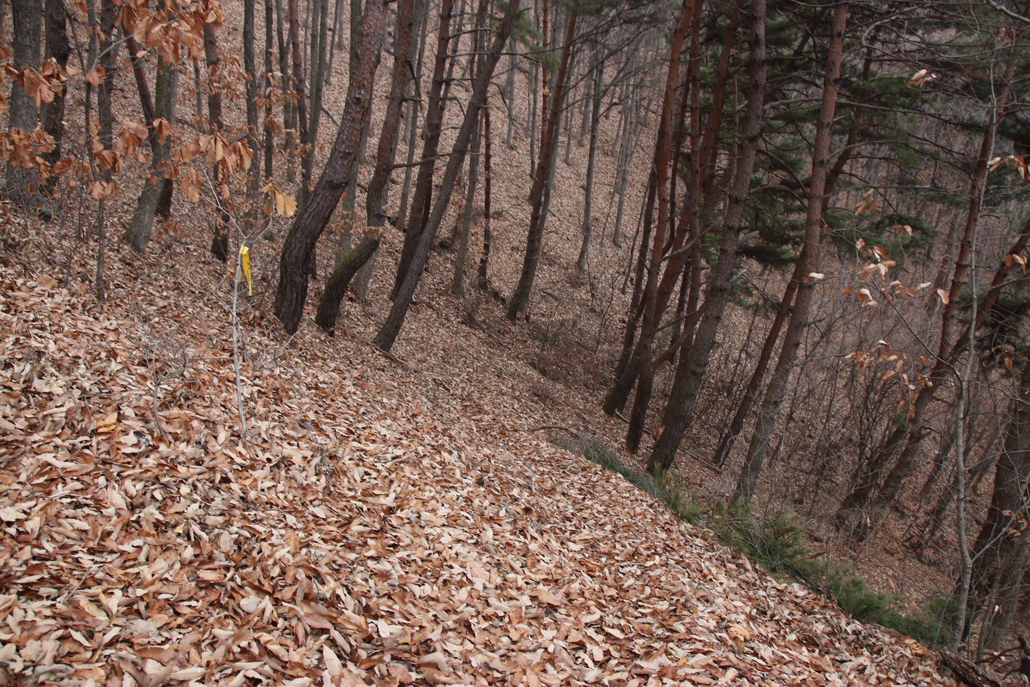 경남 의령군 국사봉 05 41