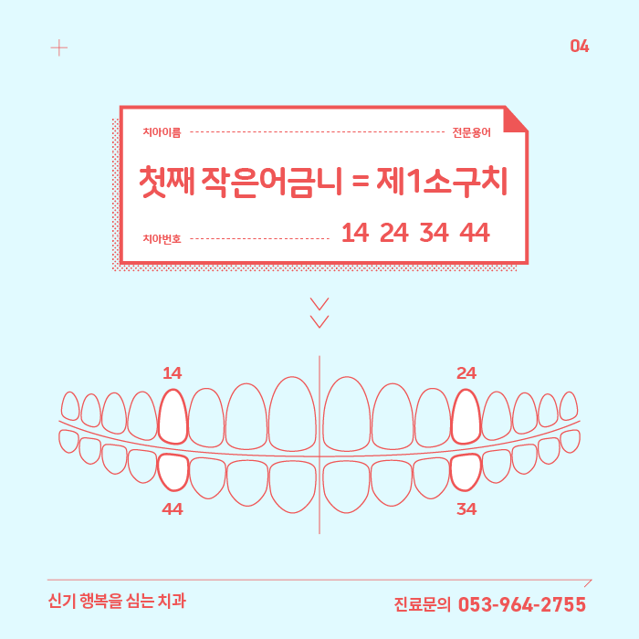 치열궁과 치아이름