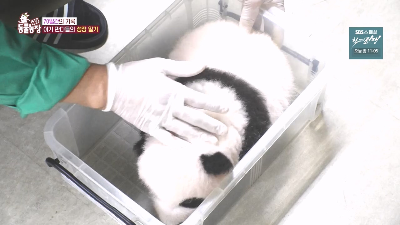 TV 동물농장.E1142.231023p-NEXT.mp4_20231022_173953.658.jpg