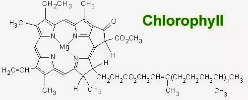  클로로필(Chlorophyll) 당신의 건강을 위한 자연의 초록 물약!!