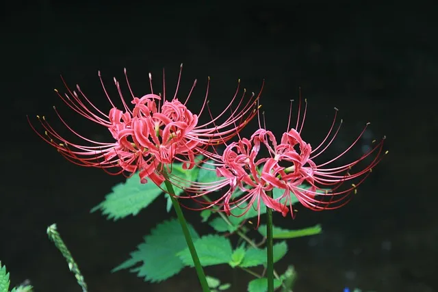 황석산성 함양의 볼거리 황석산 등산 코스 최단 코스 우타무라 황석산성 완벽 체험_1