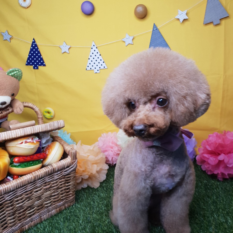 스타일 때문에 고민이시라면?! 블링펫으로~~ 강아지 미용실 6