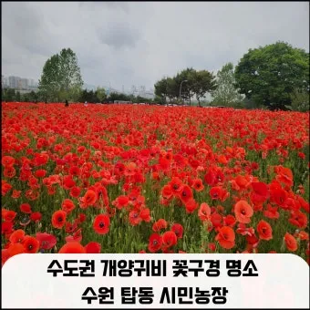 5월 수도권 꽃구경 꽃축제 10선_21