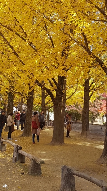 춘천-남이섬-단풍