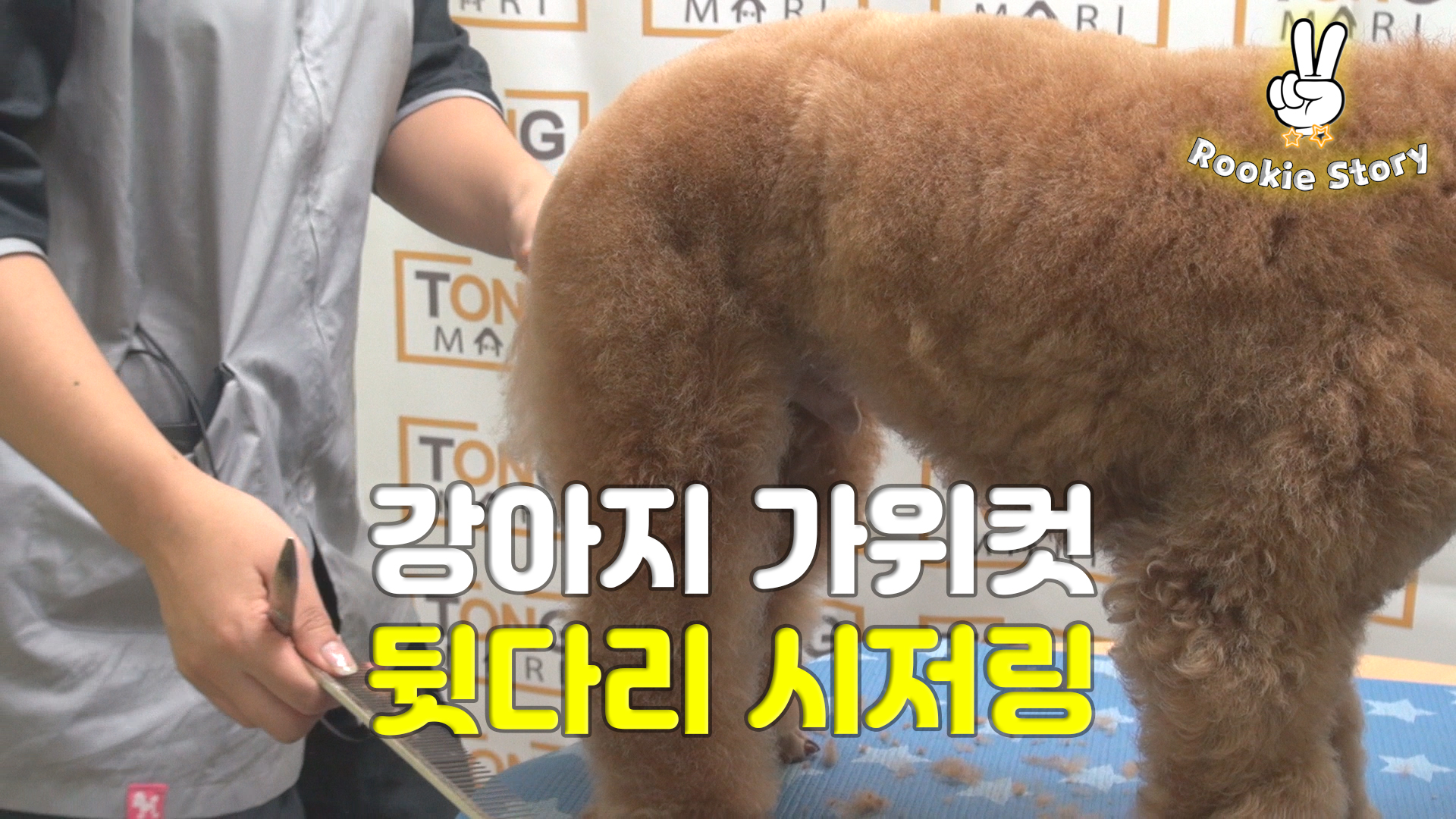  애견 셀프 미용 강아지 푸들 뒷다리 가위컷 시저링하는 방법