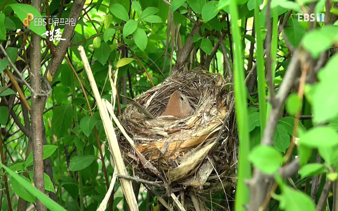 생존 3부_ EBS 다큐프라임_ 220629.avi_20220701_210749.118.jpg