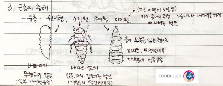  [수목해충학] 5. 곤충의 충태 - 원지형,소지형,무지형,다지형