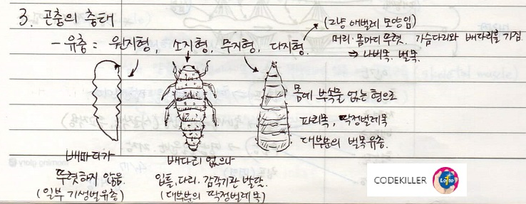 곤충의 충태