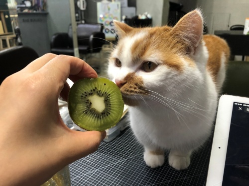 고양이과일